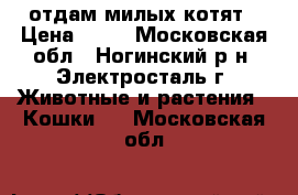 отдам милых котят › Цена ­ 10 - Московская обл., Ногинский р-н, Электросталь г. Животные и растения » Кошки   . Московская обл.